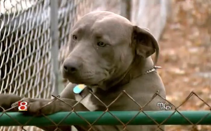 Protective Pit Bull Stops Armed Intruders From Stealing Baby From Home