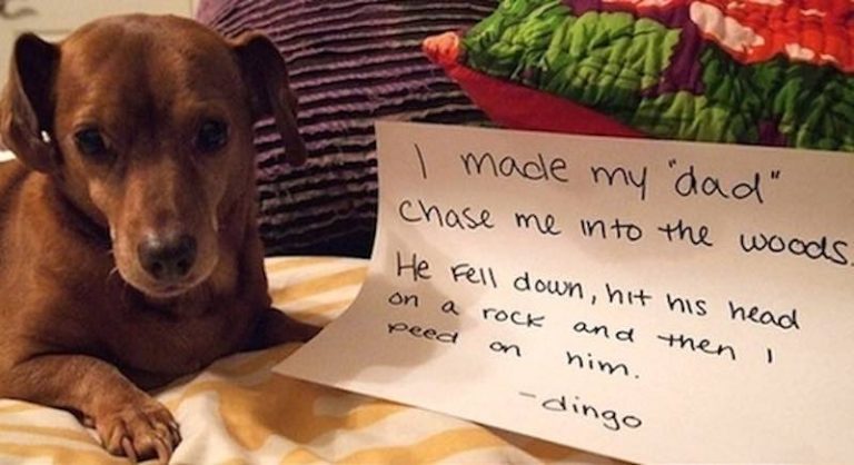 14 Naughty Dogs Who Love Their Dads and Dad’s Stuff