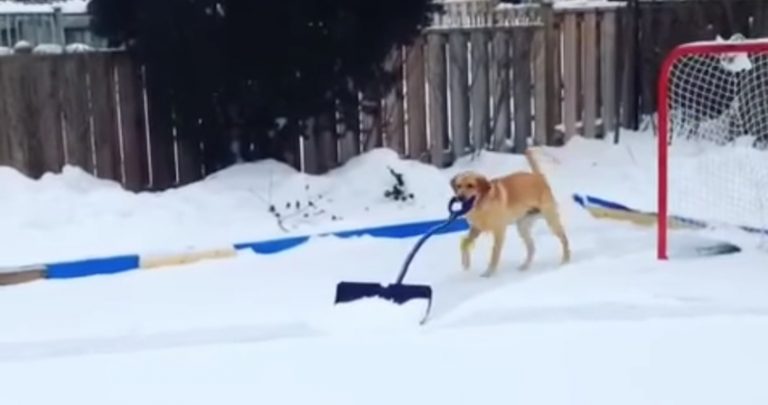 Helpful Dog Shovels the Backyard Ice Rink All On Her Own