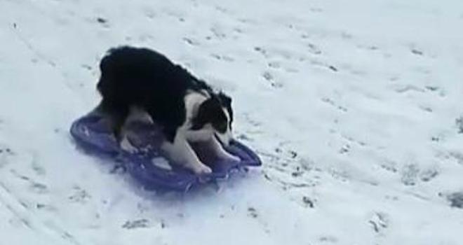 Adorable Dog Takes Herself Sledding in Snow