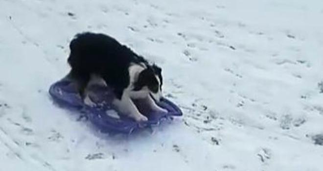 dog sleds by herself