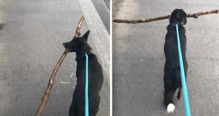 Dog stick deposit