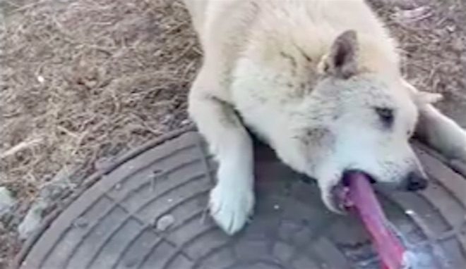 dog tongue mishap