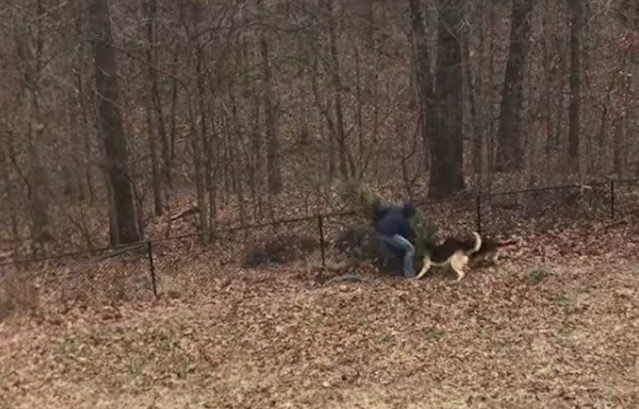dogs tug of war Christmas tree