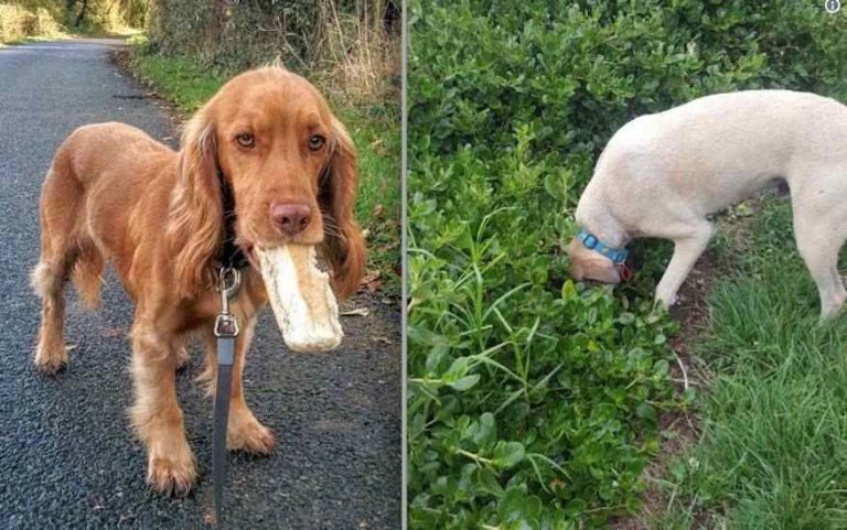 Dog Owners Tell Funny Stories of Dogs Who Never Forgot the Times They Found Food Outside