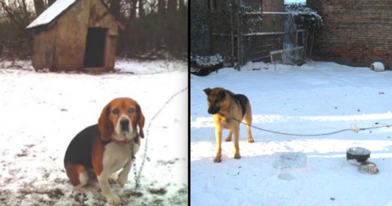 What to Do if You See a Dog Left Outside in Cold Weather