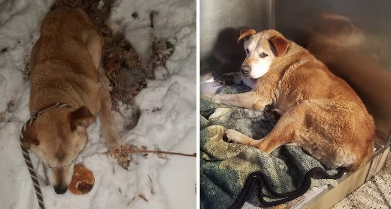 dog frozen to the ground rescued