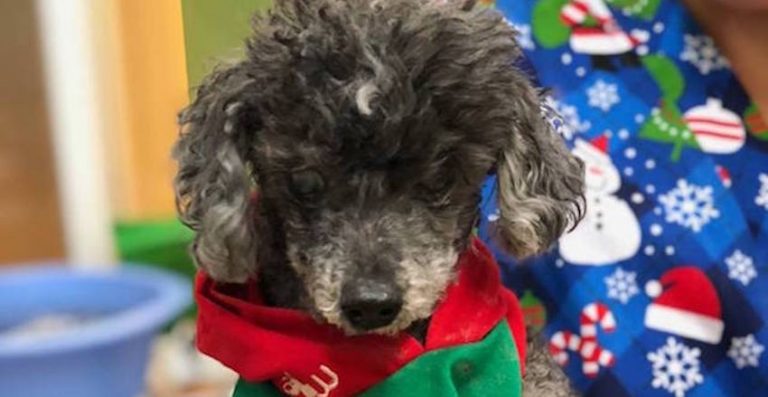 Figgy at Muttville