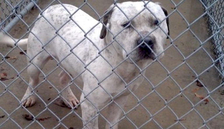 Dog Rescued From Euthanasia Just In Time After Owner Dumped Him For Being ‘Gay’