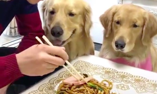 dog snatches food from chopsticks