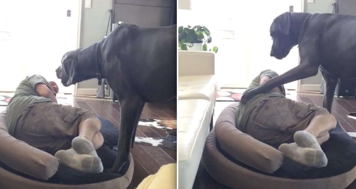 Great Dane Throws Funny Temper Tantrum When Dad Tries to Steal His Bed