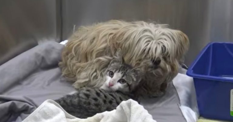 dog and kitten rescued hope for paws