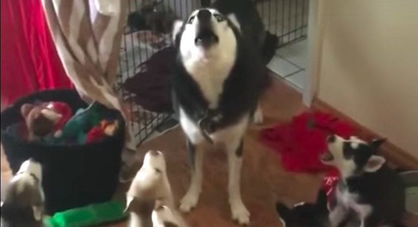 Husky Mama Teaches Her Puppies How To Howl
