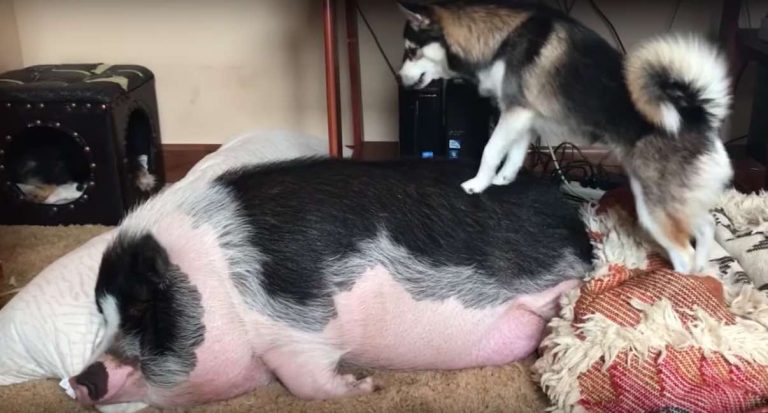 husky wants pig friend to play
