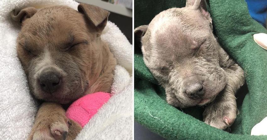 Man Finds Two Frozen Puppies in Box and Rushes to Save Their Lives