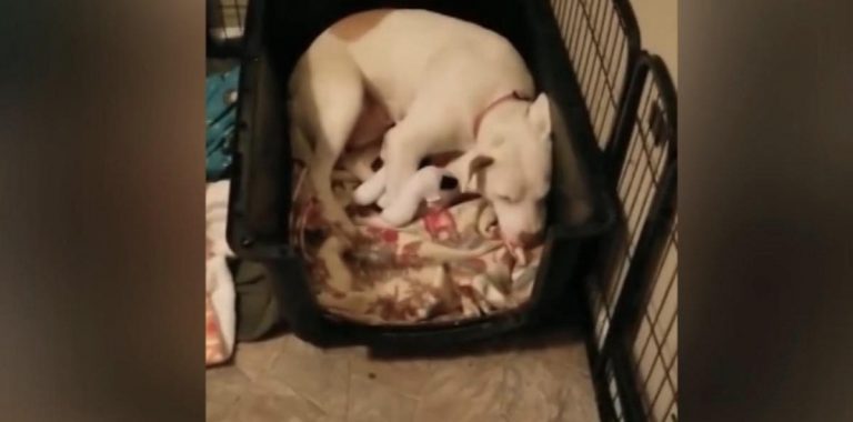 dog loses puppies comforted by toys