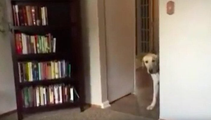 Dog Terrified of Carpet Comes Up With the Most Hilarious Solution