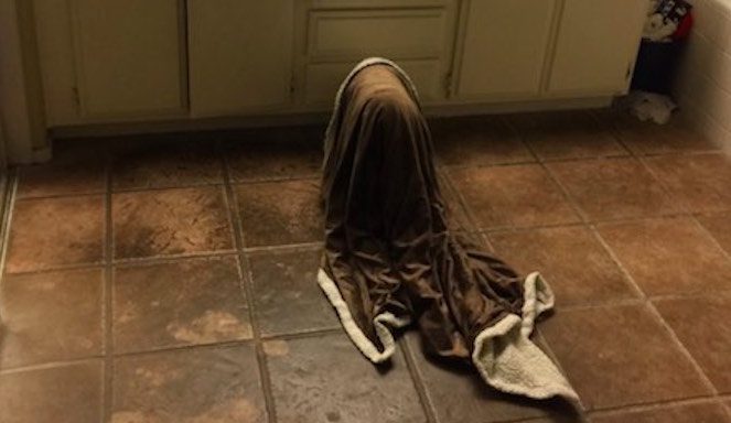Man Wakes to Noise at Night and Sees Something Strange by His Dog’s Water Bowl