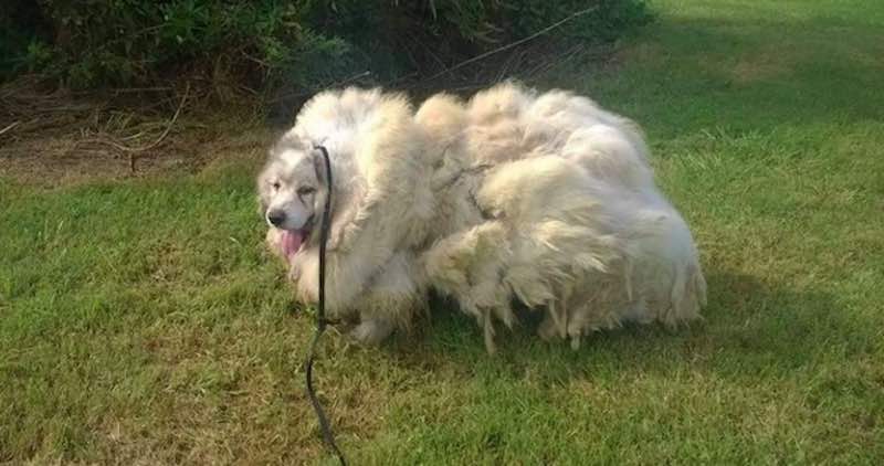 Neglected Great Pyrenees Freed From Barn and From 35 Pounds of Fur