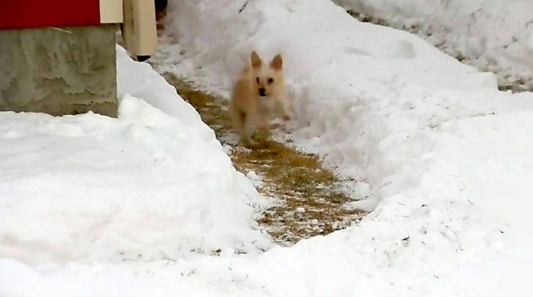 dog loves snow maze