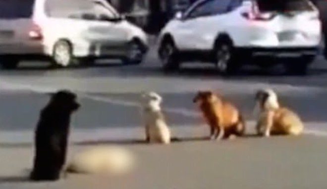 loyal dogs stay by fallen friend