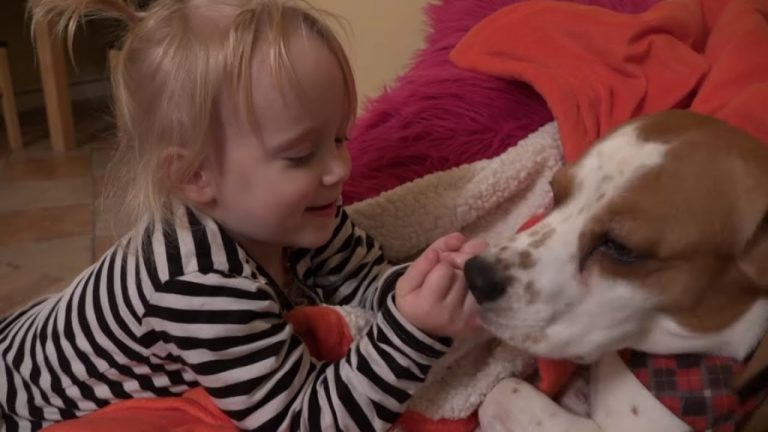 Our Dog is More Than a Pet, He is the Nanny