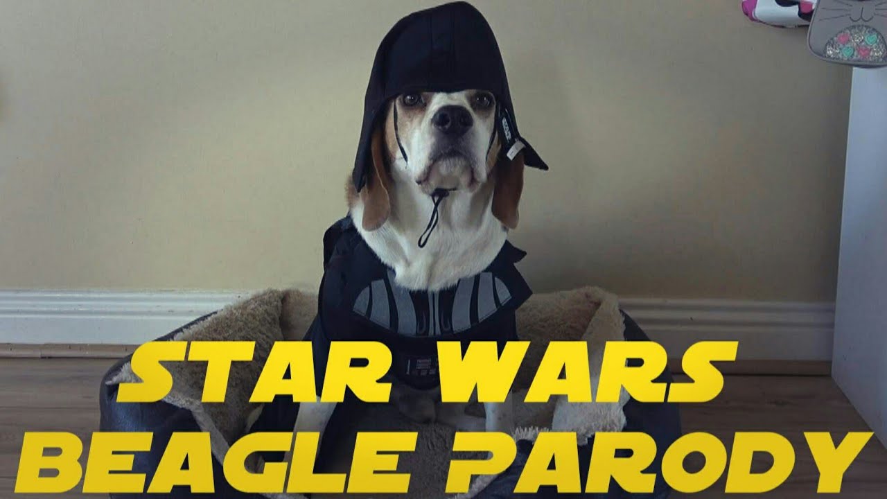 Darth Vader Beagle Puppy Steals Food