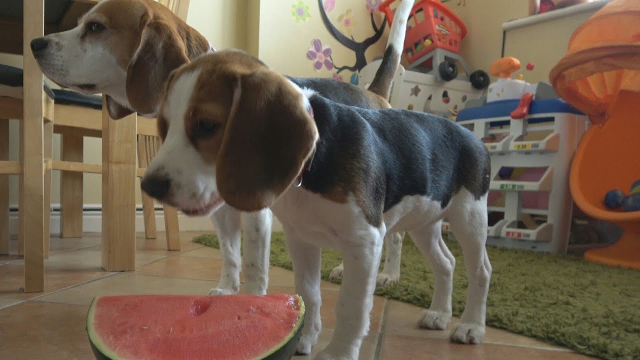 Beagle Puppy Eats Watermelon for the First Time