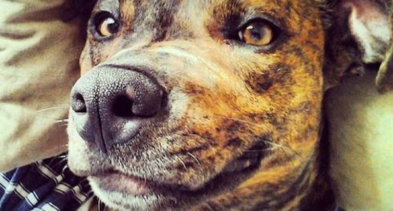 Maybelle – The Dog Who Rescued the Man Who Rescued Her