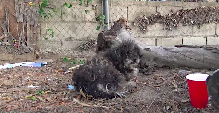 Nobu rescued by Hope for Paws