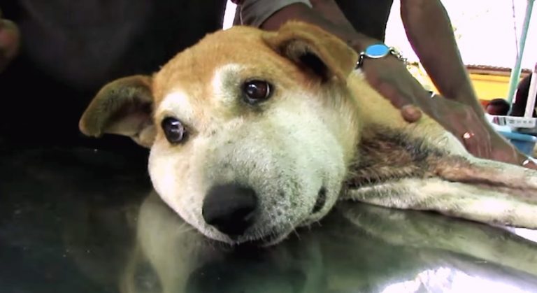 street dog pauline rescued