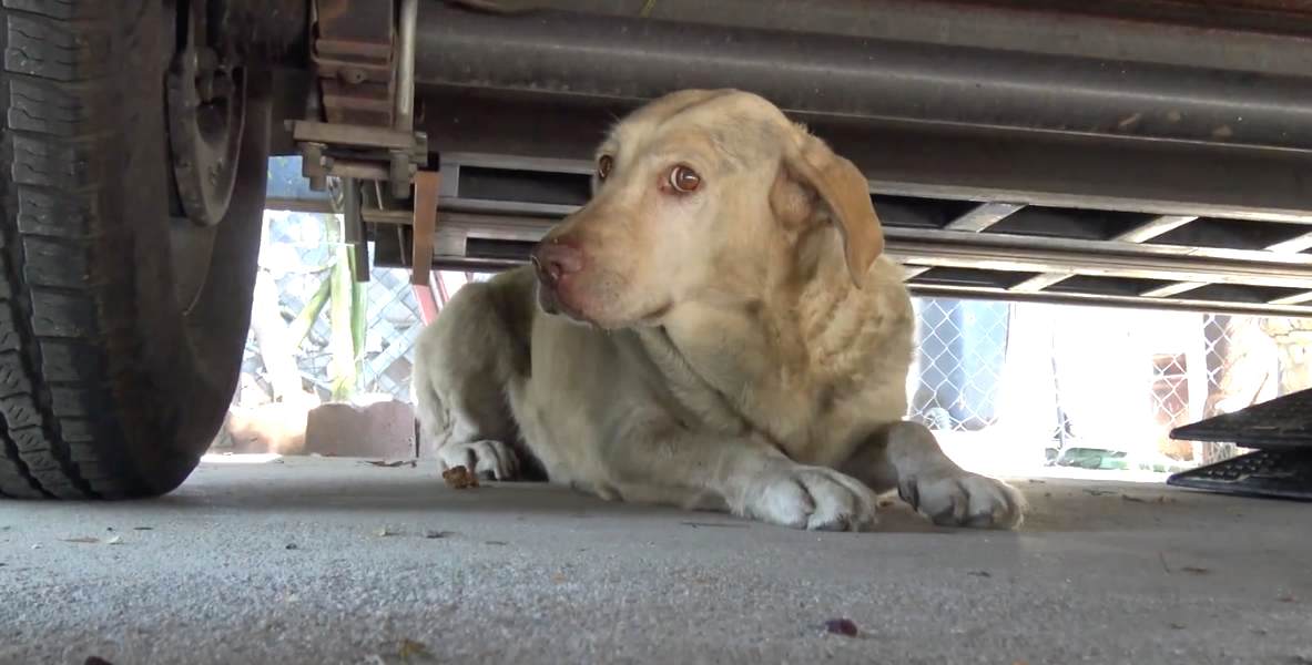 Dog Dumped on the Street After Being Used for Breeding Gets Rescued
