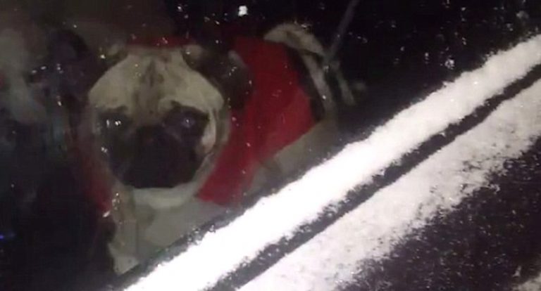 pug opens car door