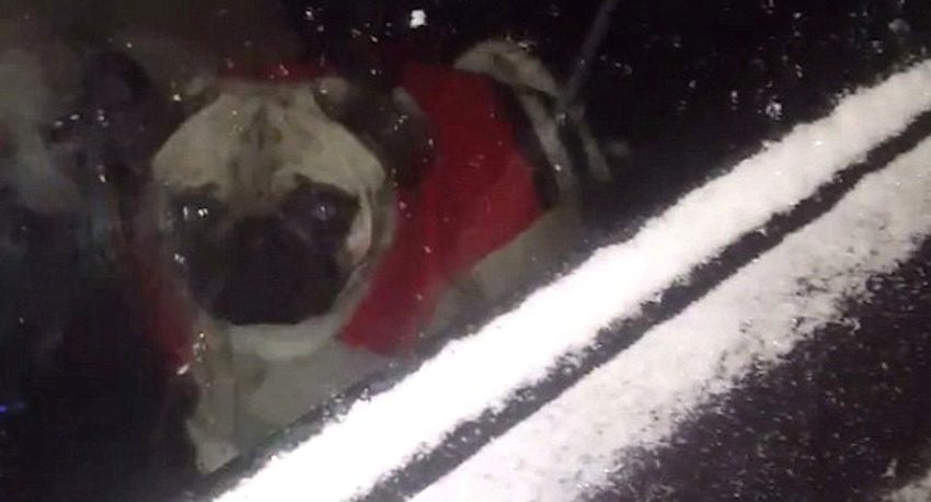 Pug Saves the Day When His Mom Gets Locked Outside of Her Car