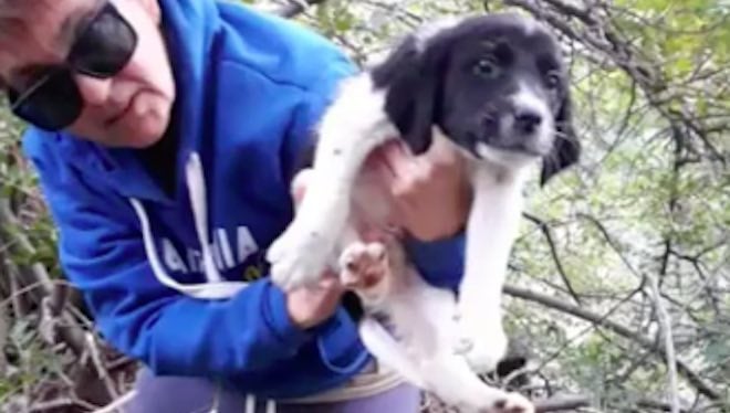 Two Abandoned Puppies Rescued From Dangerous Riverbed