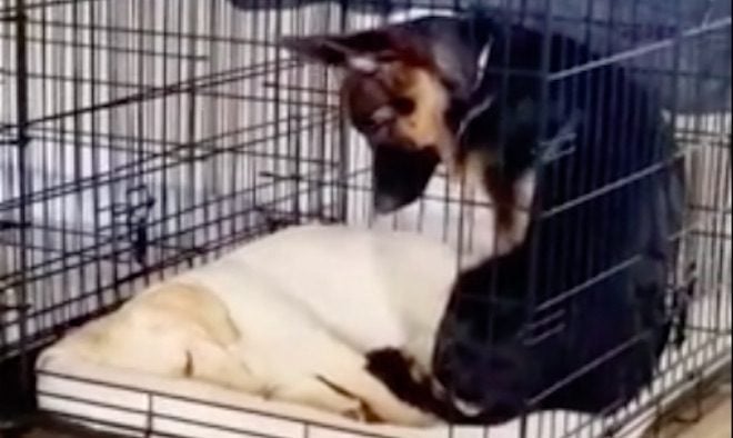 Puppy Adorably Joins Her Friend in Her Bed for Nap Time