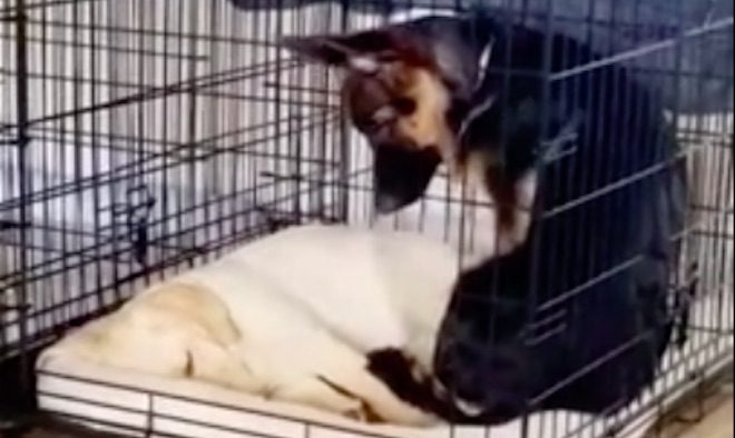 puppies nap in crate