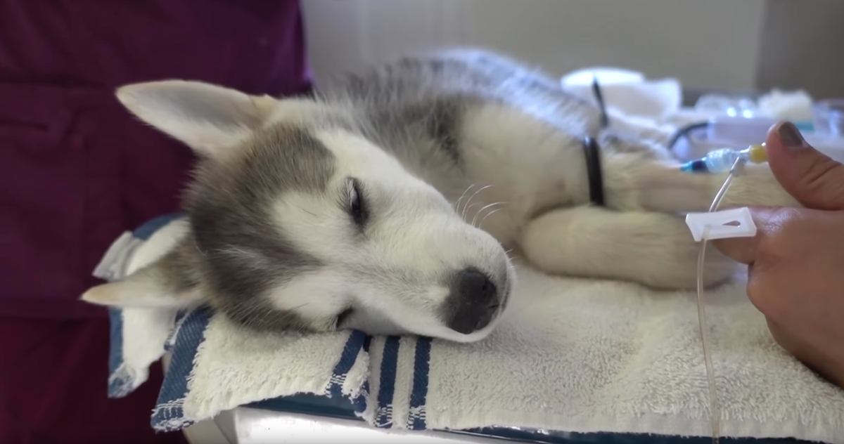 Husky Puppy Rescued from Shelter Needs Emergency Care to Save Him