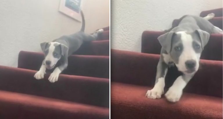 puppy slides down stairs