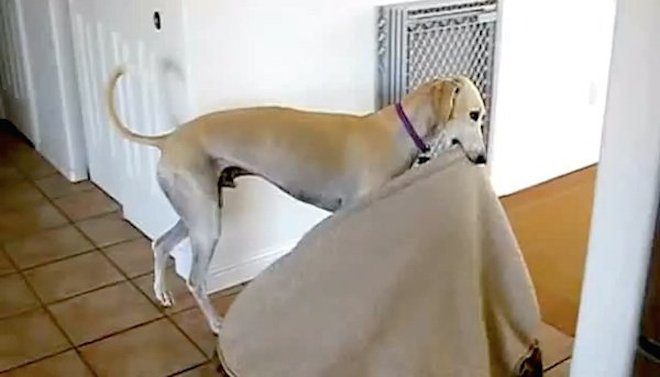 Smart Saluki Dog Moves His Bed to Relax in the Sun