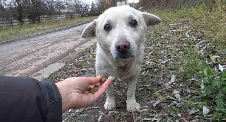 bobi the dog rescued