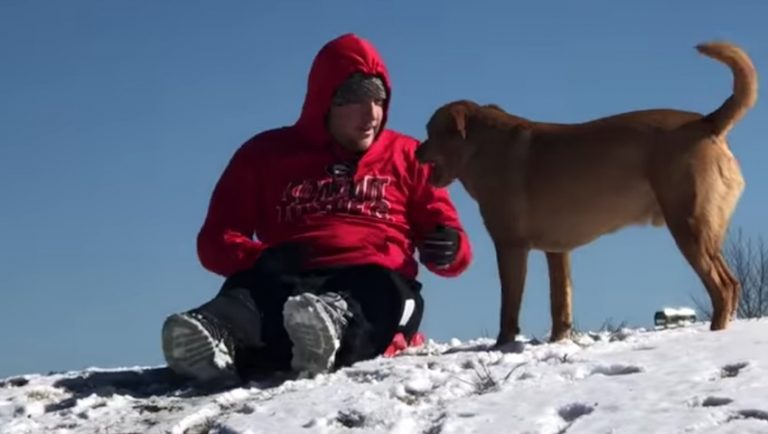 dog goes sledding