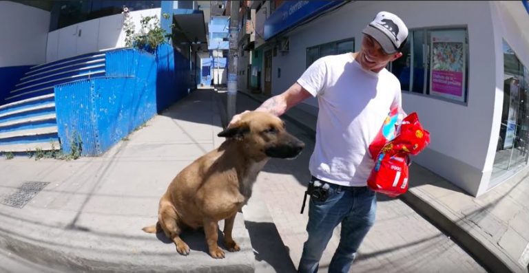 steve o rescues a street dog
