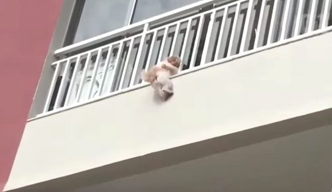 Little Dog Desperately Clinging to Balcony Saved by Quick-Thinking Neighbors