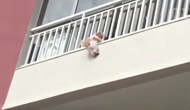 dog saved from balcony