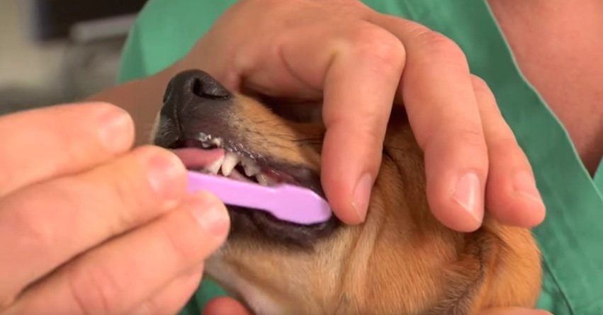 How to Brush Your Dog’s Teeth and Prevent Periodontal Disease