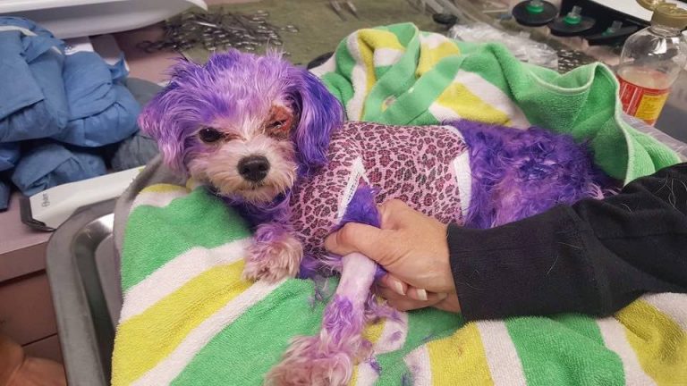 dog burned by hair dye