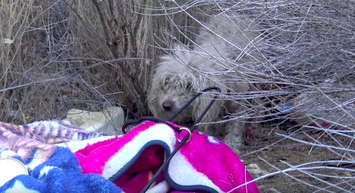 injured dog rescued by hope for paws