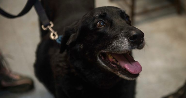 dog missing 10 years comes home