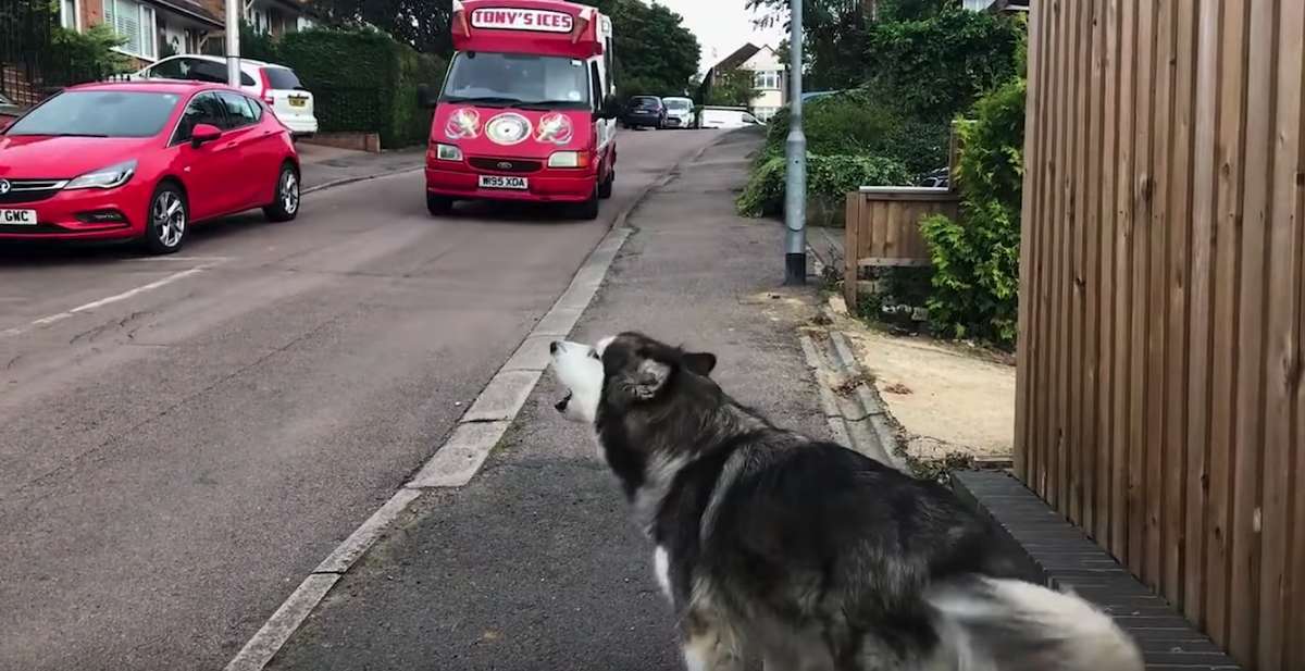 Alaskan Malamute Adorably Howls When the Ice Cream Truck Arrives